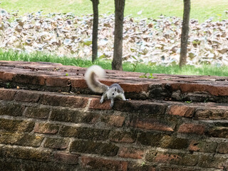 A squirrel on a stone wall in Ayutthaya Historical Park, Thailand.