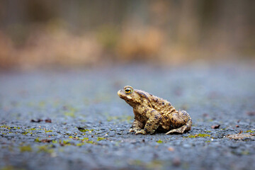 Frog (Rana temporaria)