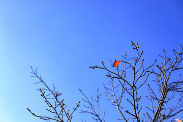 Beautiful Autumn leaves with blue sky in fall season.