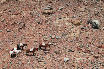 caballos de alta montaña preparados para cabalgar