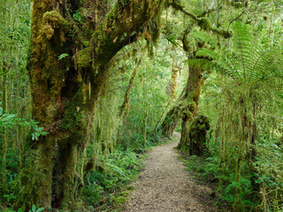 Weg durch den Regenwald, Loop Track, Oparara Basin, Kahurangi Nationalpark, West Coast, Südinsel, Neuseeland, Ozeanien