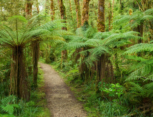 Weg durch den Regenwald, Loop Track, Oparara Basin, Kahurangi Nationalpark, West Coast, Südinsel, Neuseeland, Ozeanien