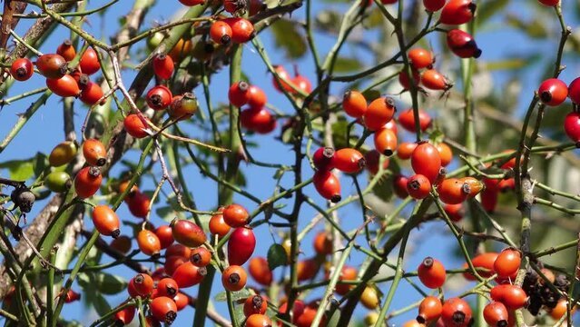 Dog rose (Rosa canina) with red rose hips in autumn