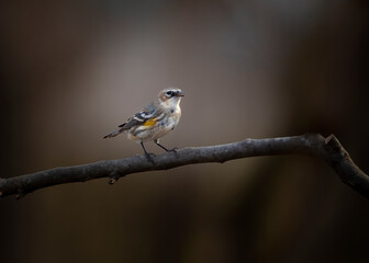 yellow rumped warbler on branch in dramatic light