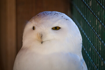 A snowy owl, bubo scandiacus, also known as the polar owl, in a wildlife park.