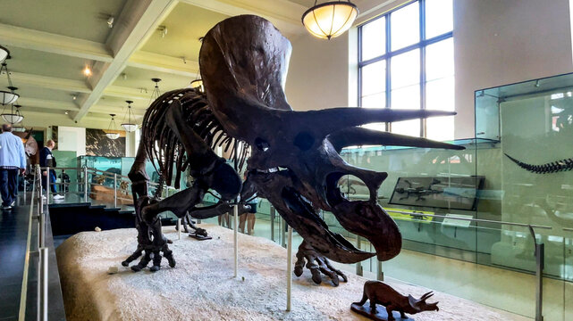 New York, USA; January 23, 2024: Skeleton of the fossil remains of a Ticeratops which is a ceratopsian ceratopsid dinosaur, which lived in the late Cretaceous period.