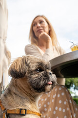 Small Shih Tzu dog sits in cafe accompanied mature blonde lady. Cute Shih Tzu puppy waits till owner finish with cocktail
