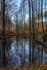 Fototapeta na wymiar Reflection of trees in the water