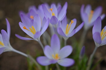 Purple crocus 