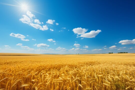 Rural landscape with lush wheat field under clear blue sky on a sunny summer day - high res image