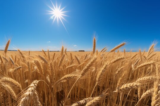 Picturesque wheat field on a clear blue sunny summer day - high resolution landscape image for sale