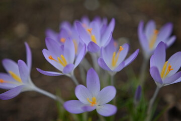 purple crocus flower