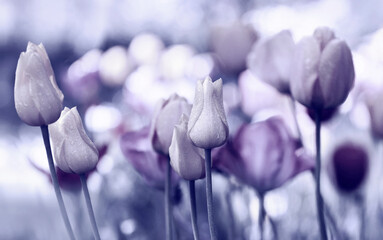 tulpen gefärbt collage trauer sepia panorama friedwald ruhe lila violett - 747494554