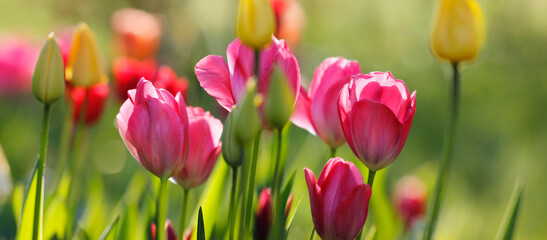 tulpen in blüte, blumen farben natur garten frühling freizeit bunt rot - 747494566