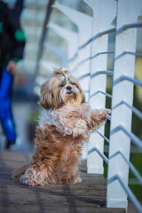 shih tzu dog on a bridge in the park