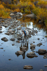 Wyoming Cowgirl in a rocky stream riding a grey horse in the fall working at a ranch