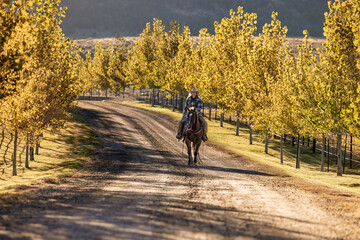 Obraz premium cowgirl riding horse on tree lined road 