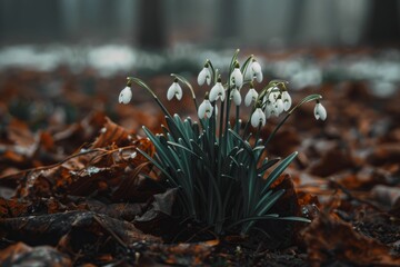 A cluster of blooming snowdrops emerging through the woodland floor in a serene forest setting.