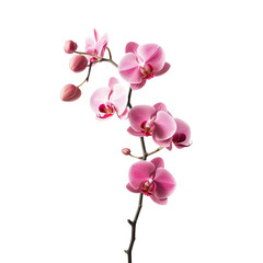 Naklejka na ściany i meble Elegant Pink Orchid Branch Isolated on transparent Background