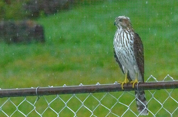 bird of prey