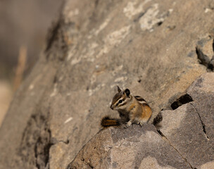Mountain chipmunk on rock begging 