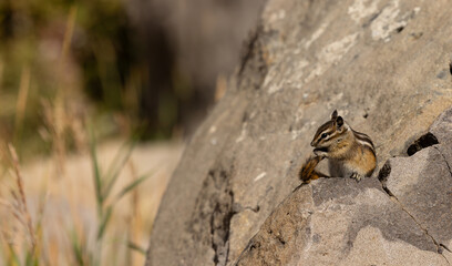 Mountain chipmunk on rock begging 