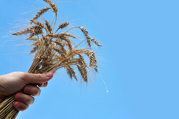 mão segurando trigo colheita de prosperidade 