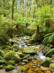 Regenwald, Oparara Basin, Kahurangi Nationalpark, West Coast, S&uuml;dinsel, Neuseeland, Ozeanien