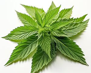 Blätter einer Hanfpflanze, Cannabis, freigestellt vor neutralem Hintergrund, Generative AI - obrazy, fototapety, plakaty
