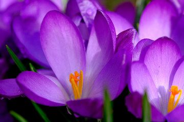 Purple crocus flowers