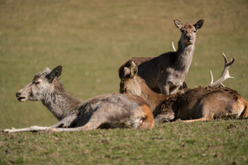 red deers, cervus elaphus, on the mountains in spring at a sunny day
