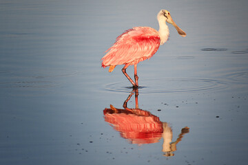 Roseate Spoonbill fishing in a marsh, with reflection in the water