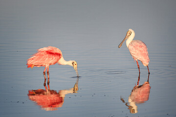 Beautiful Roseate Spoonbills fishing in a marsh, with reflections in the water