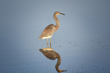 Closeup of a Triclolored Heron standing up in a marsh