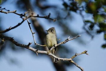 Closeup of a Cuban Pewee perched on a branch, with a blue sky in the background