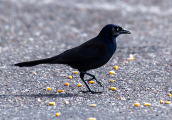 crow on the ground