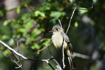 Closeup of a Cuban Pewee perched on a branch, with green leaves in the background