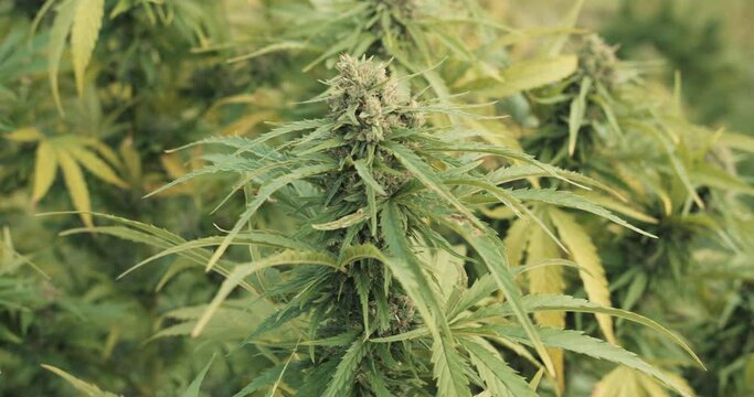 Details of Cannabis plants during harvest season in autumn, CBD production in Austria, Medical Marihuana