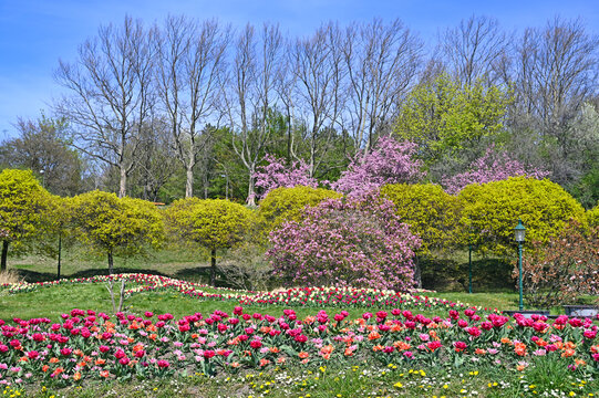 Tulips flowers and trees landscape in Kurpark Oberlaa Vienna spring season