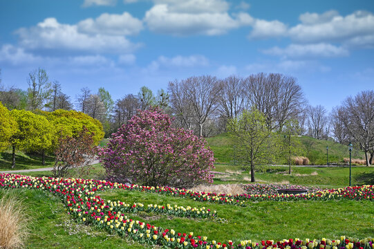 Tulips flowers and trees landscape in Kurpark Oberlaa Vienna springtime