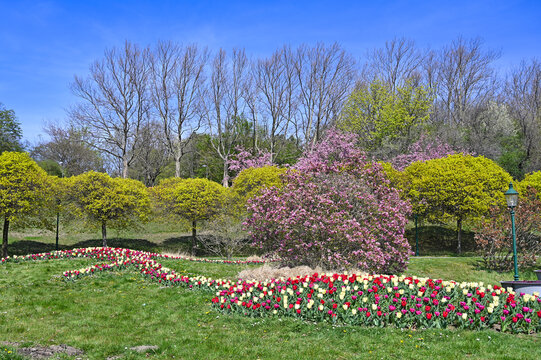 Tulips flowers and trees landscape in Kurpark Oberlaa Vienna
