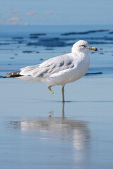 Smiling seagull stands on one leg in front of the ocean