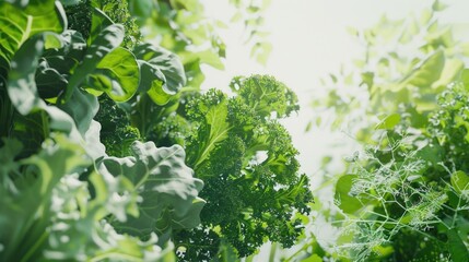 Fresh broccoli growing in a garden, perfect for healthy eating concept