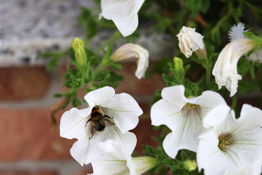 A bumblebee searching for nectar and pollen on a white flower. Spring.