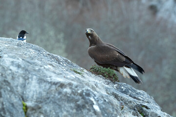 Young female Golden Eagle in a mountain area of a Euro-Siberian oak and beech forest at first light of day