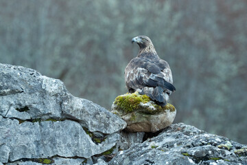 Adult male Golden Eagle within its territory in a Euro-Siberian mountain area in the first morning light of a cold winter day