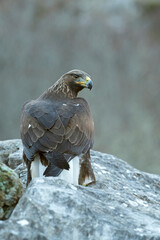 Young female Golden Eagle within her territory in a Euro-Siberian mountain area in the first morning light of a cold winter day