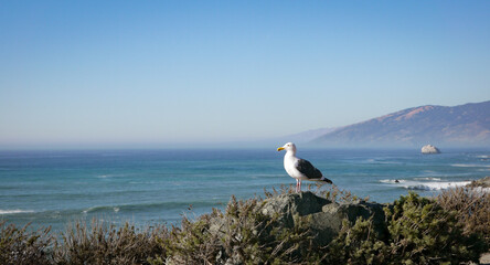 Goéland avec vue sur BIG SUR, Californie, panoramique