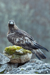 Golden eagle male in a mountain landscape with Euro-Siberian beech and oak forest at the first light of a winter day