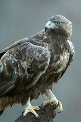 Golden Eagle male in a mountain area with a beech and oak forest with the first light of sunrise on a cold winter day